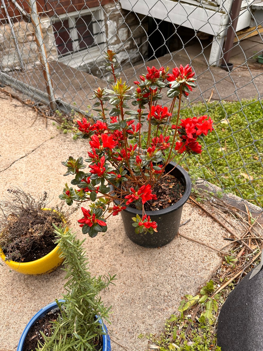 Paint scenes and plant&nbsp;schemes