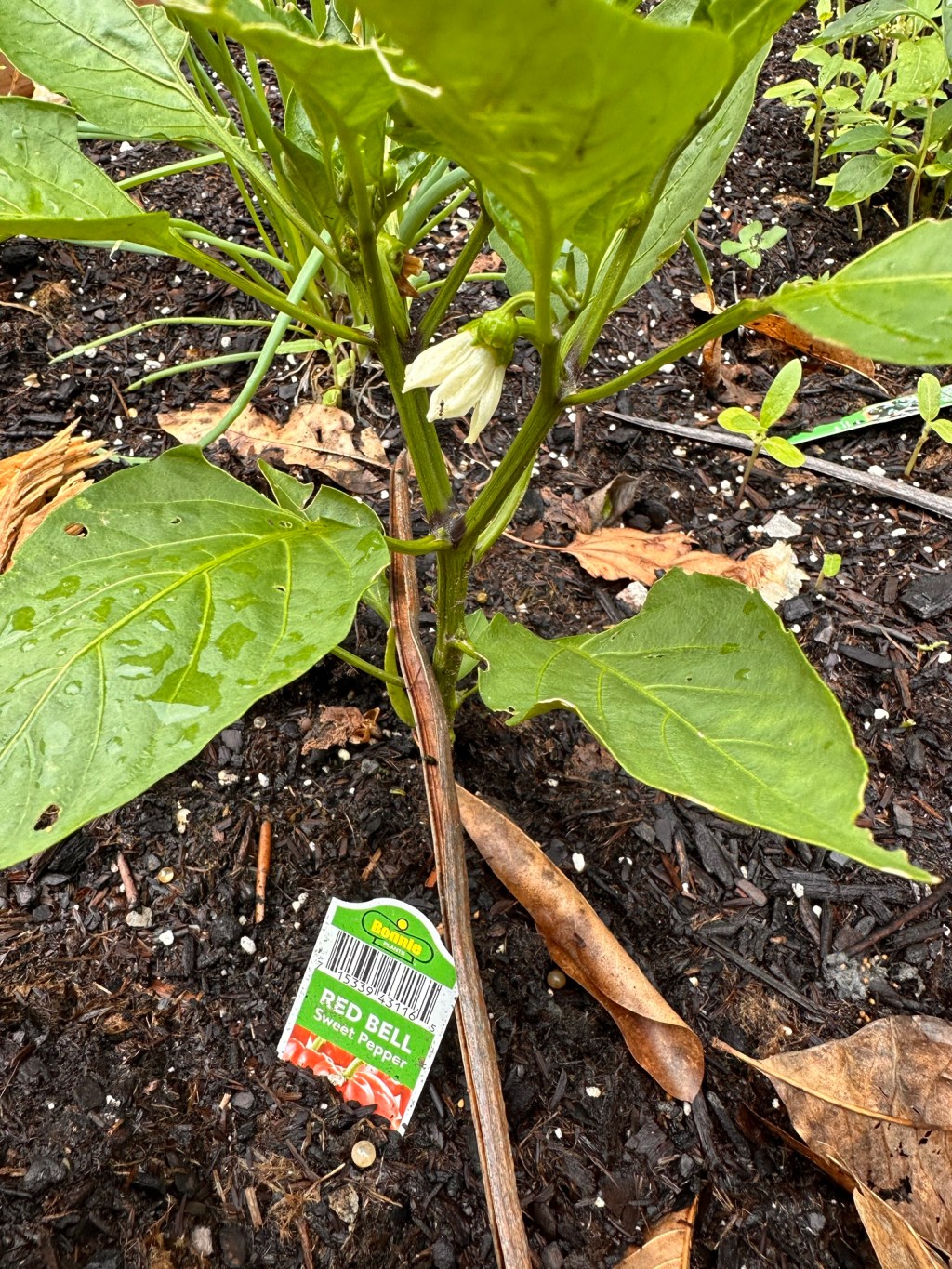 Battles of the mind and&nbsp;weeds