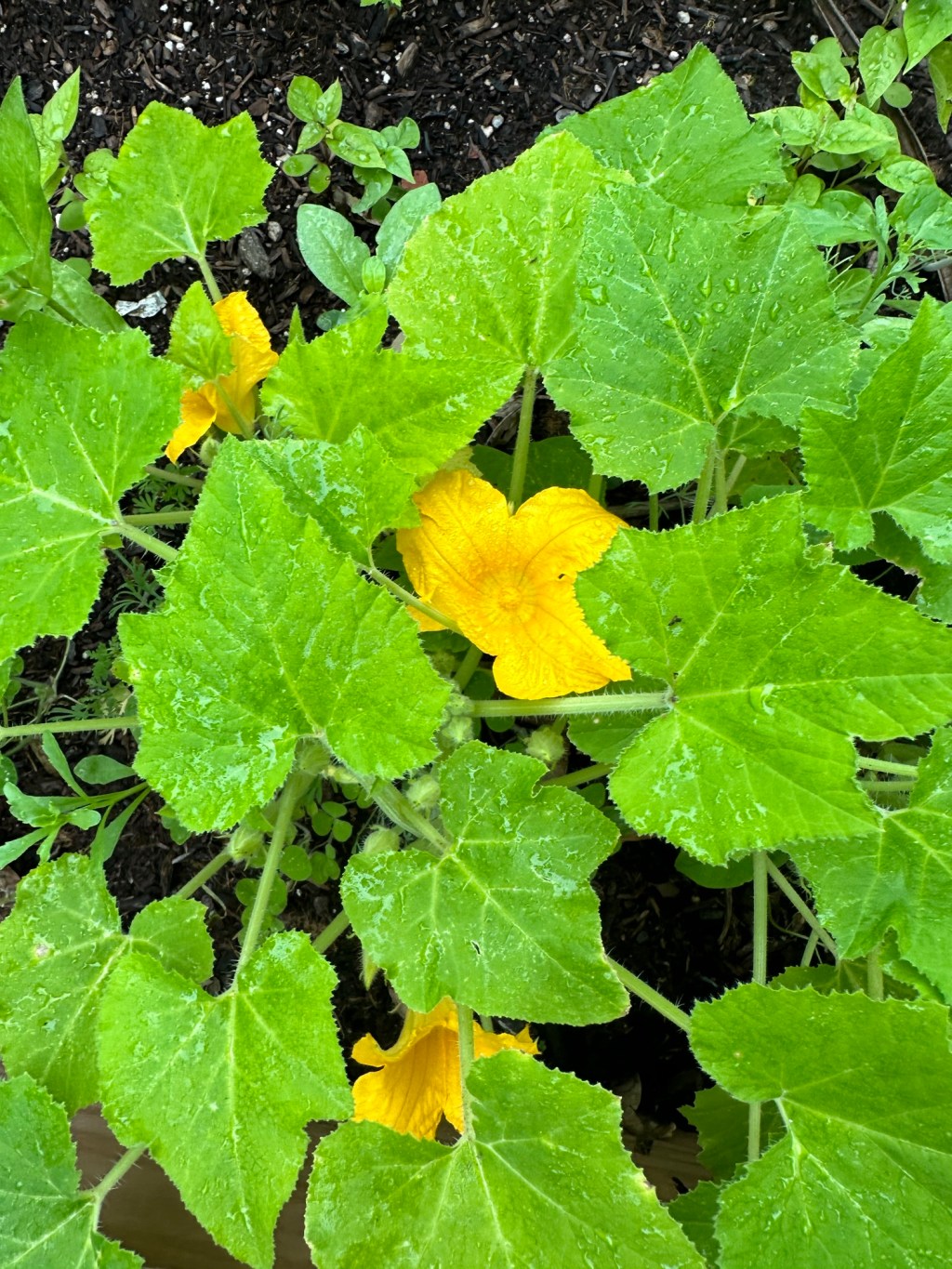 Channeling Kenny Rogers