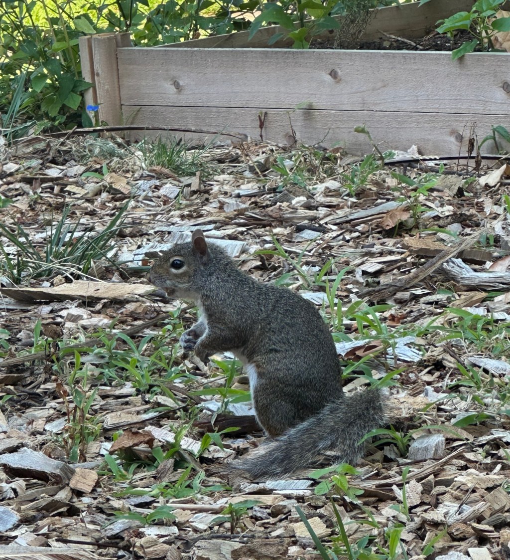 Conversations with the&nbsp;wild