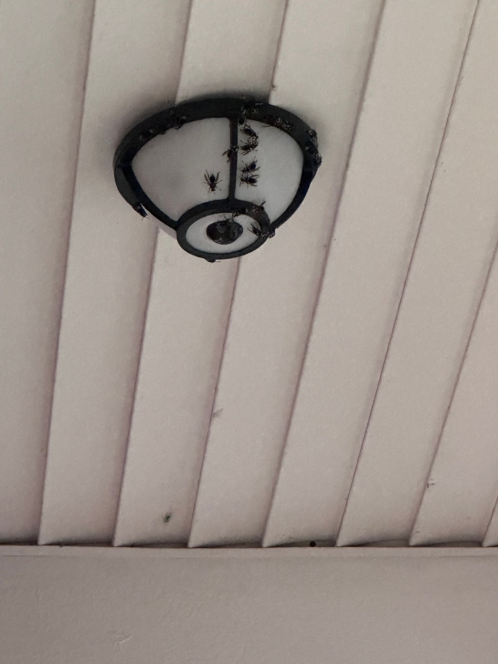 Revenge of the&nbsp;wasps!