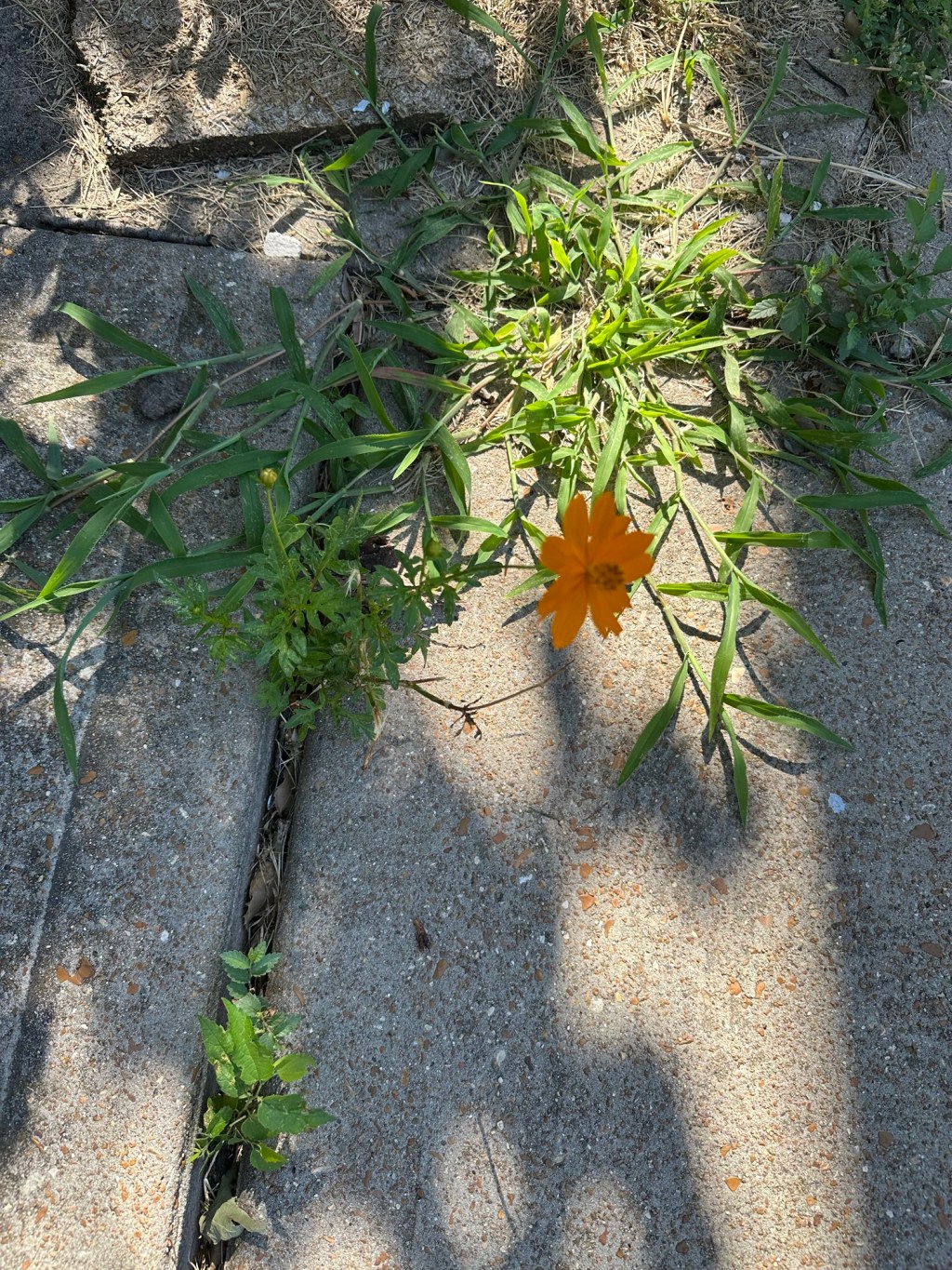 Testing for Humanity